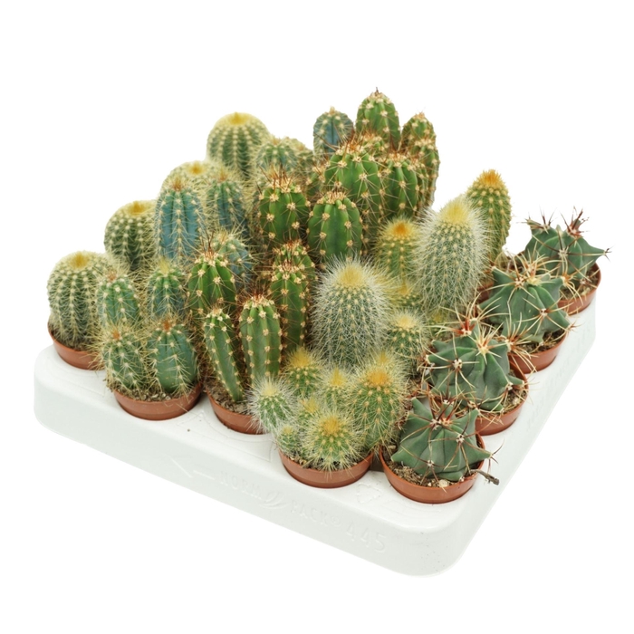 <h4>Cactus</h4>