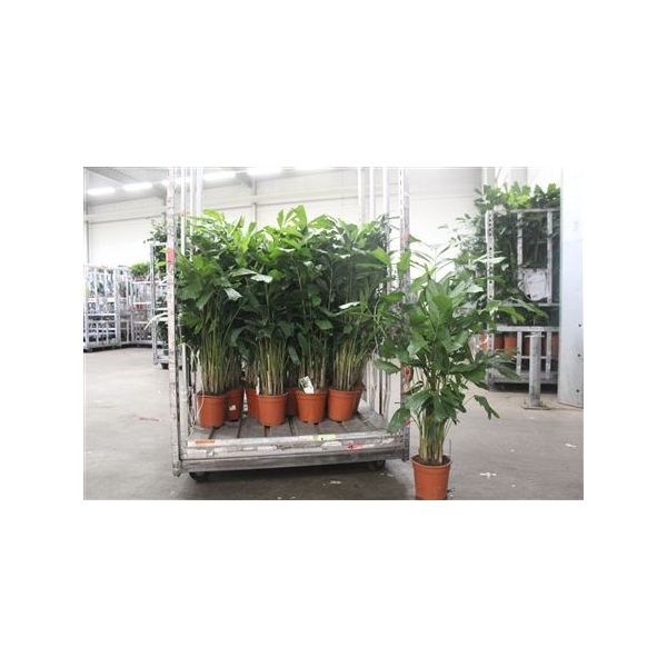 <h4>Caryota Mitis 120cm</h4>