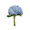 HORTENSIA FORCE 030 CM AZUL