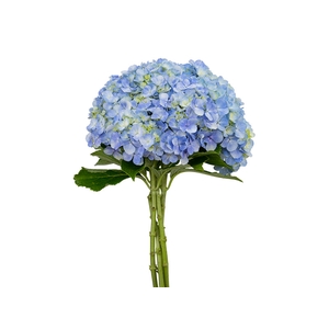 HORTENSIA FORCE 060 CM AZUL