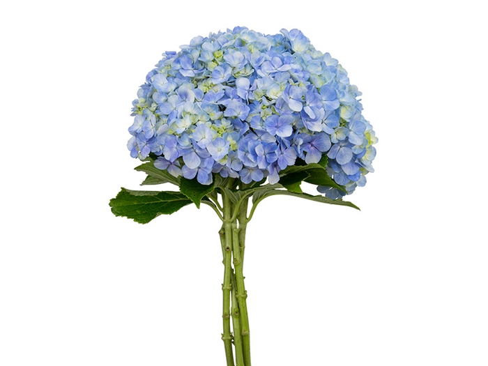 <h4>HORTENSIA FORCE 060 CM AZUL</h4>