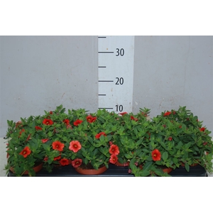 Calibrachoa Orange