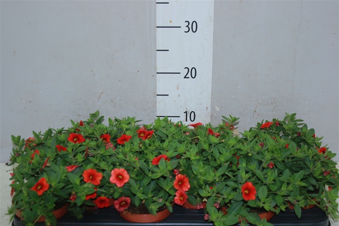 <h4>Calibrachoa Orange</h4>