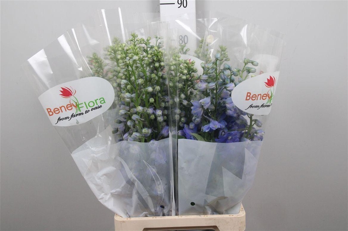 <h4>Delph Du Guard Blue</h4>