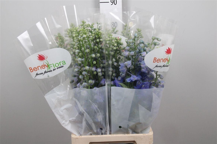 <h4>Delph Du Guard Blue</h4>