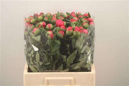 <h4>Paeo L Flame Xl</h4>