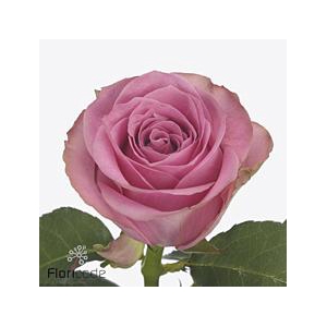 Rosa large renaissance