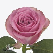 <h4>Rosa large renaissance</h4>