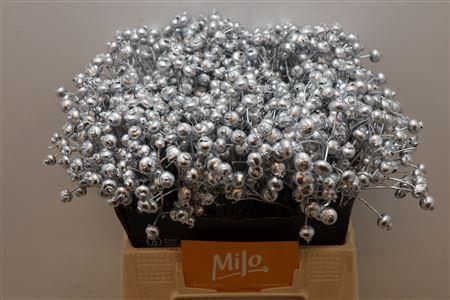 <h4>Rosa Klb Zilver</h4>