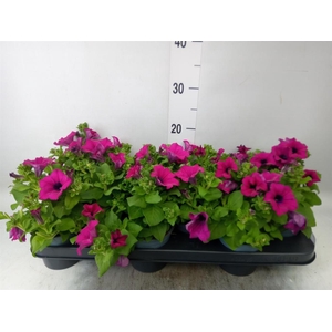 Petunia  'Surfinia Purple'
