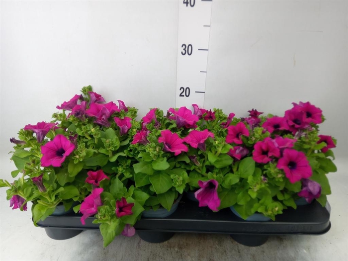 <h4>Petunia  'Surfinia Purple'</h4>