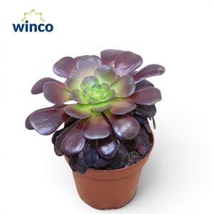 Aeonium Ab. Velours