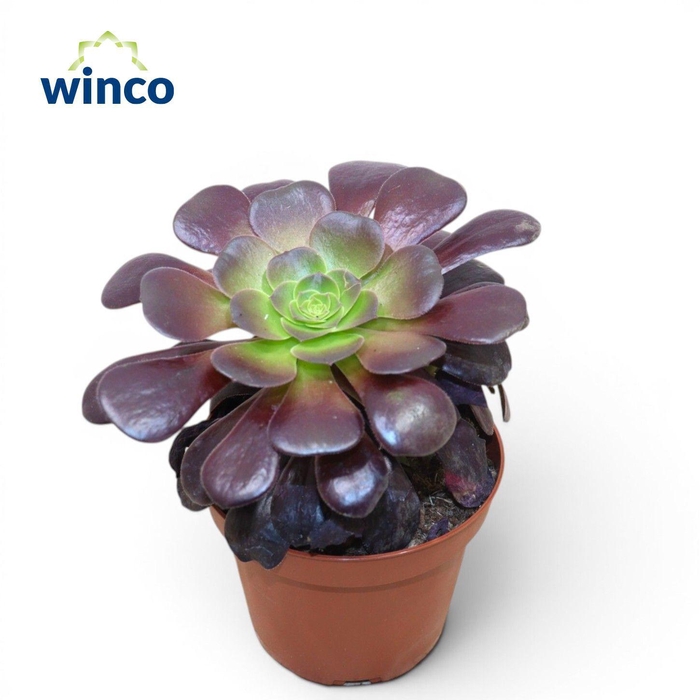 <h4>Aeonium Ab. Velours</h4>
