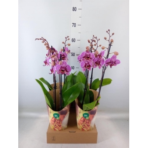 Phalaenopsis   ...lilac