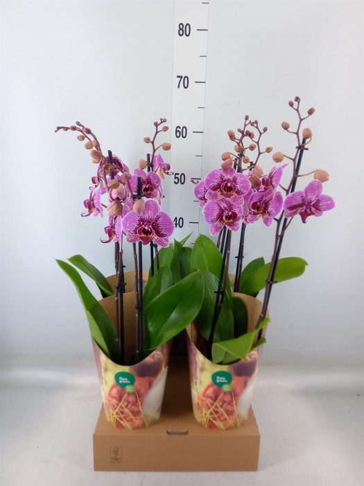 <h4>Phalaenopsis   ...lilac</h4>
