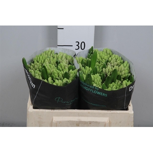 Hyac Splendid Cornela