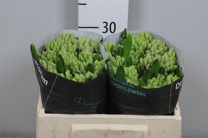 <h4>Hyac Splendid Cornela</h4>