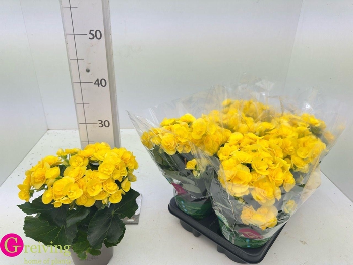 <h4>BEG HL REBECCA</h4>