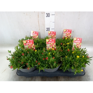 Delosperma coop. 'JewDesert'  ..mix