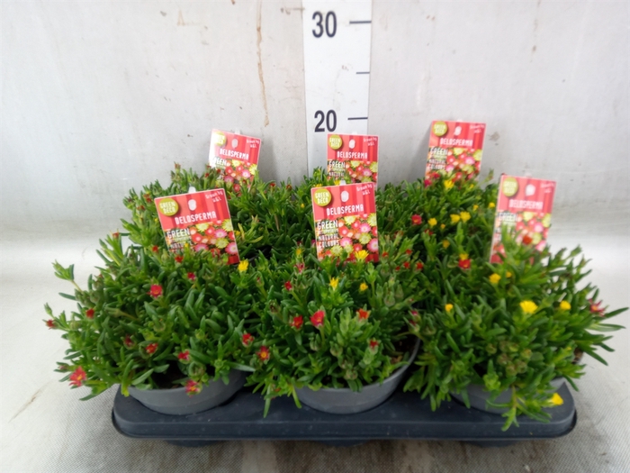 <h4>Delosperma coop. 'JewDesert'  ..mix</h4>