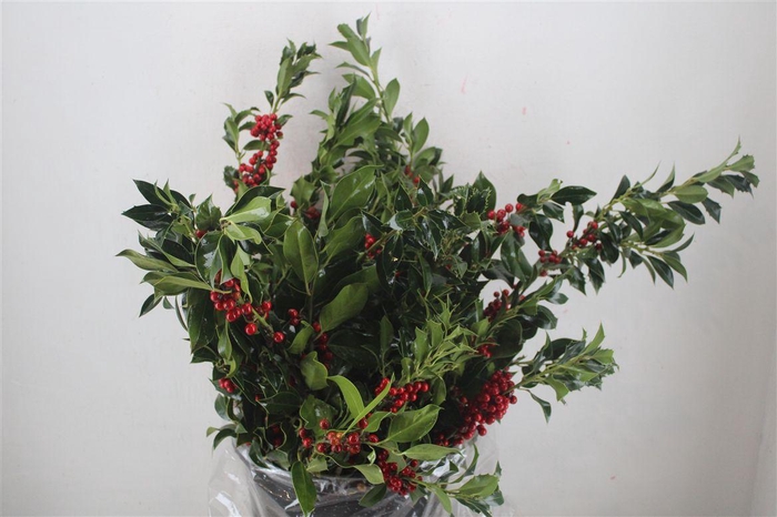 <h4>Hulst Berry P Bunch</h4>