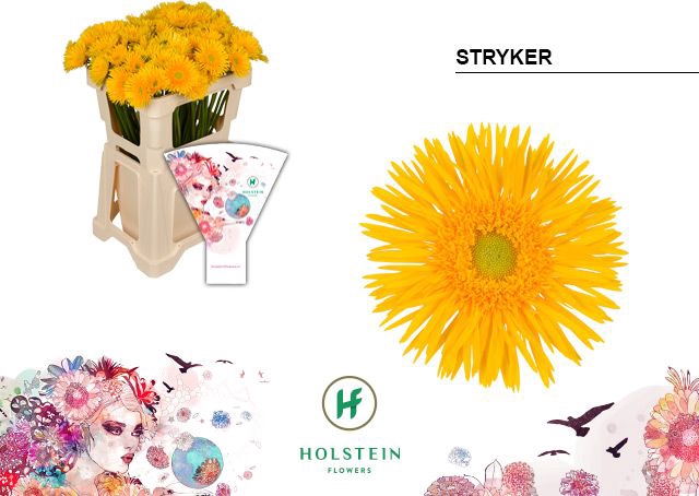 <h4>Germini Spider Stryker Water</h4>