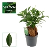 Ficus Ginseng 12 cm Retusa