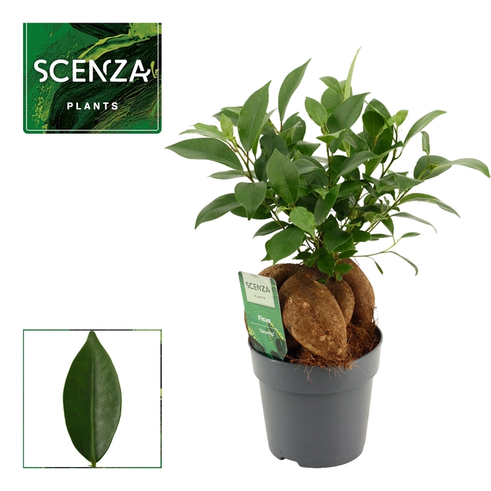 Ficus Ginseng 12 cm Retusa