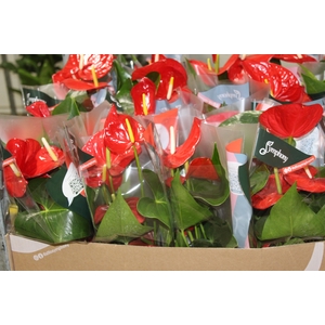 ANTHURIUM MINNESOTA P15