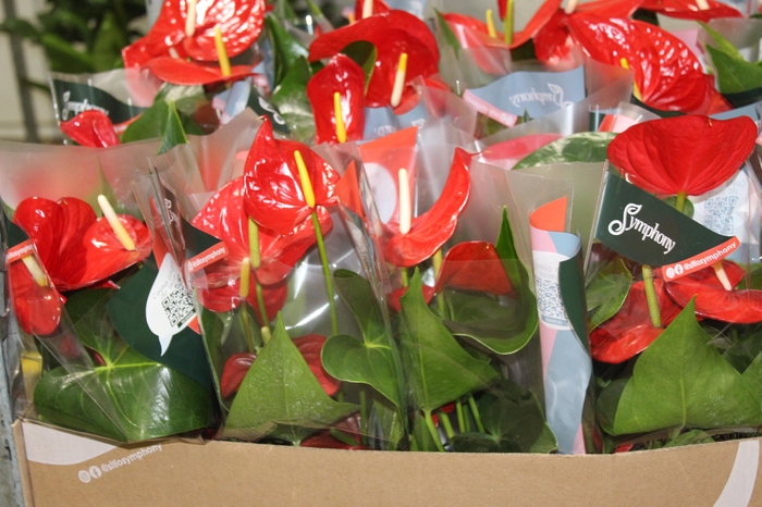 <h4>ANTHURIUM MINNESOTA P15</h4>