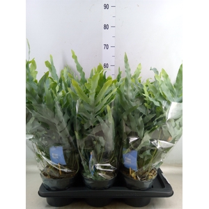 Phlebodium aureum 'Blue Star'