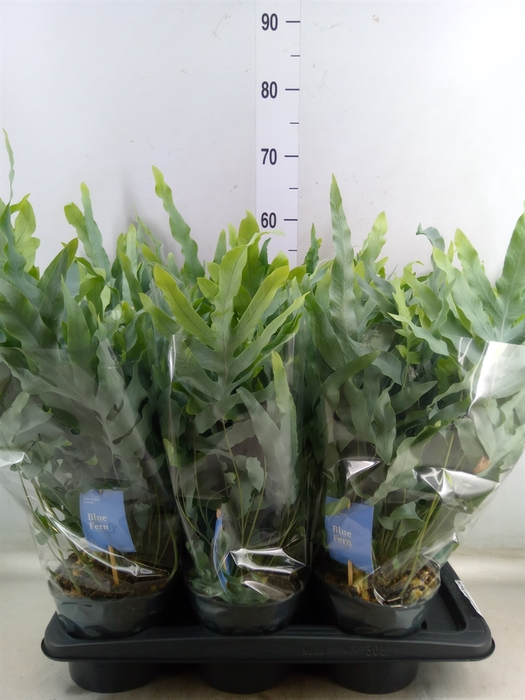 <h4>Phlebodium aureum 'Blue Star'</h4>