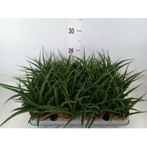 Sansevieria  'Fernwood'