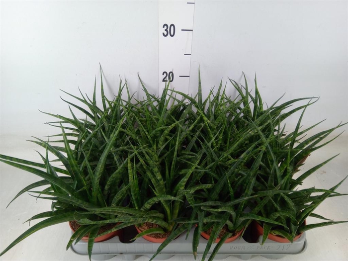 <h4>Sansevieria  'Fernwood'</h4>