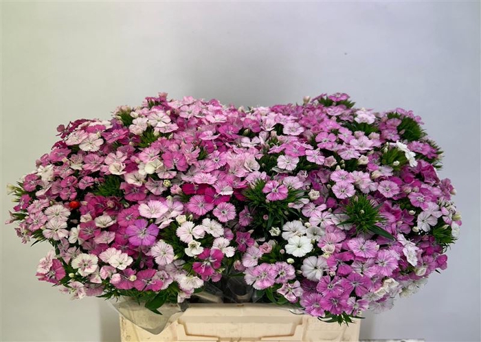 <h4>Di Barb Am Rose</h4>
