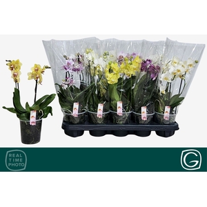 PHAL MF GEM 4 KL