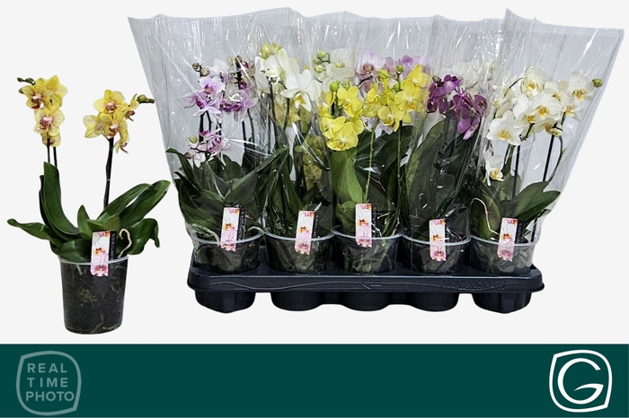 <h4>PHAL MF GEM 4 KL</h4>
