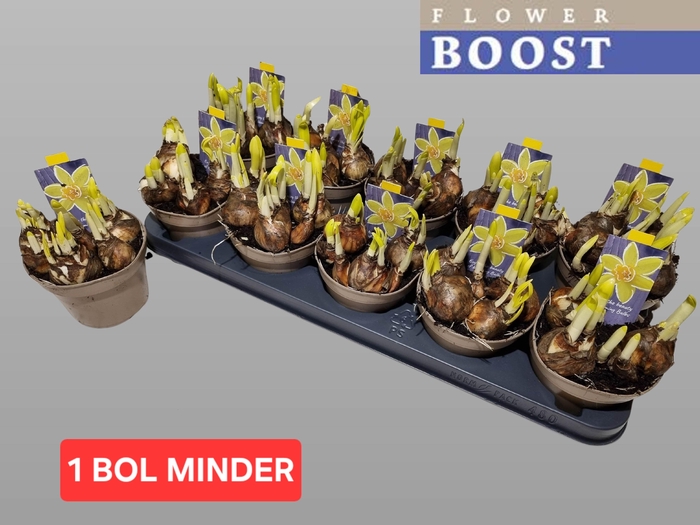 <h4>NARC O TETE A TETE</h4>