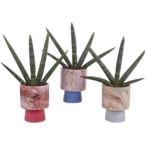 Sansevieria Cylindrica Handshake in Ø14cm Ceramic FB676