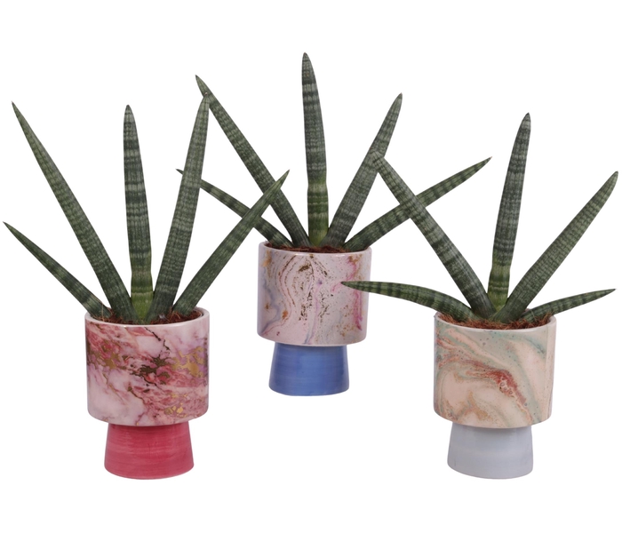 <h4>Sansevieria Cylindrica Handshake in Ø14cm Ceramic FB676</h4>