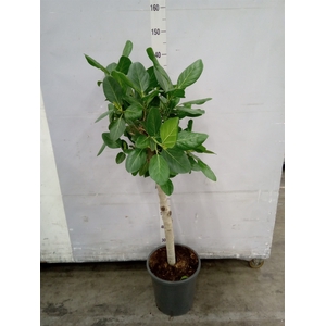 Ficus benghalensis 'Audrey'