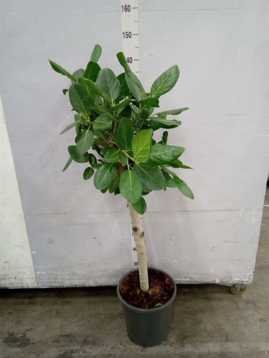 <h4>Ficus benghalensis 'Audrey'</h4>