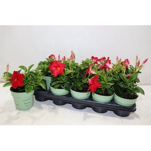 Mande Sun Red