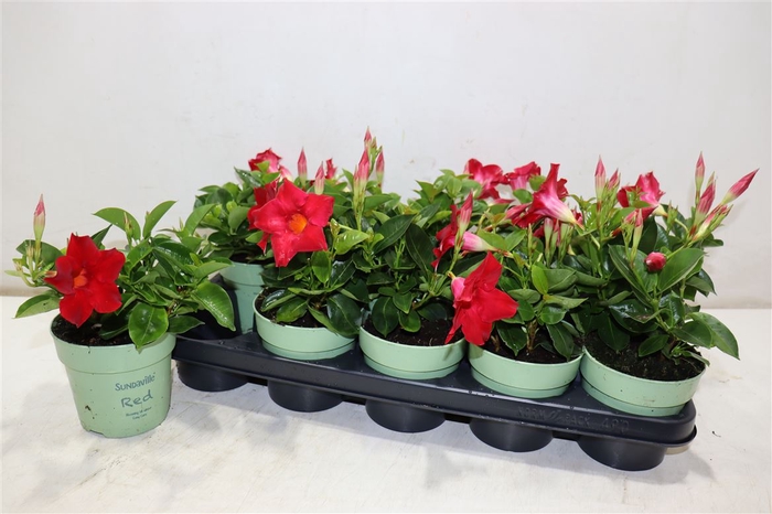 <h4>Mande Sun Red</h4>