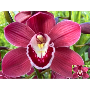 CYMB T AUSTRALIA RED