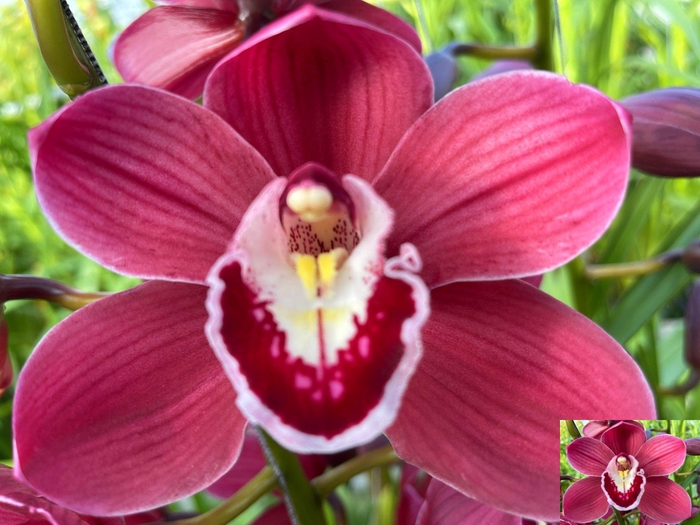 <h4>CYMB T AUSTRALIA RED</h4>