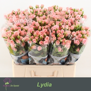 R tr Lydia