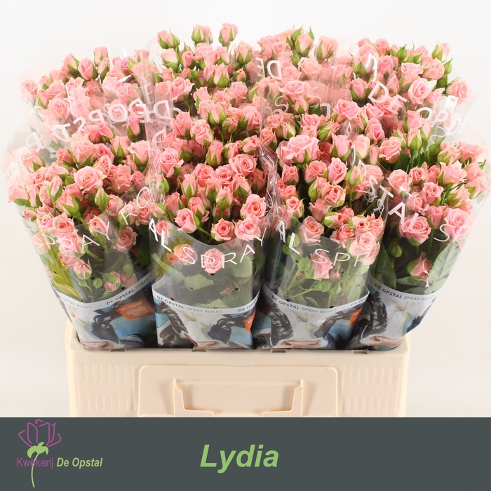 <h4>R tr Lydia</h4>