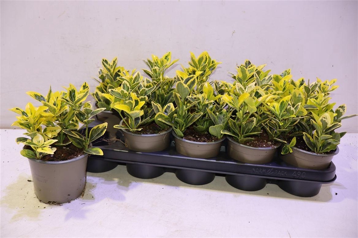 <h4>arr8 Euonymus Ja Marieke</h4>