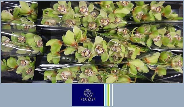 <h4>CYMB T MRS R HOOD</h4>